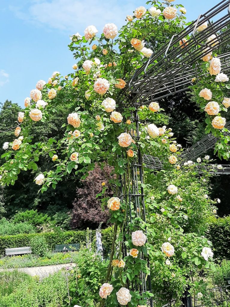Tiergarten Roses
